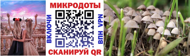 закладка Макарьев Псилоцибиновые грибы Magic Shrooms